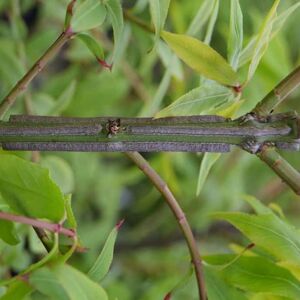 Euonymus alatus 125-150 cm